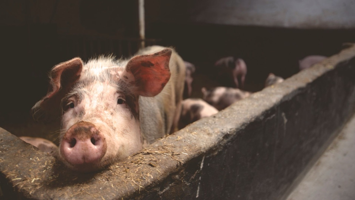 Antibiotika-Beimischung in der Futterrinnne eines landwirtschaftlichen Betriebs.