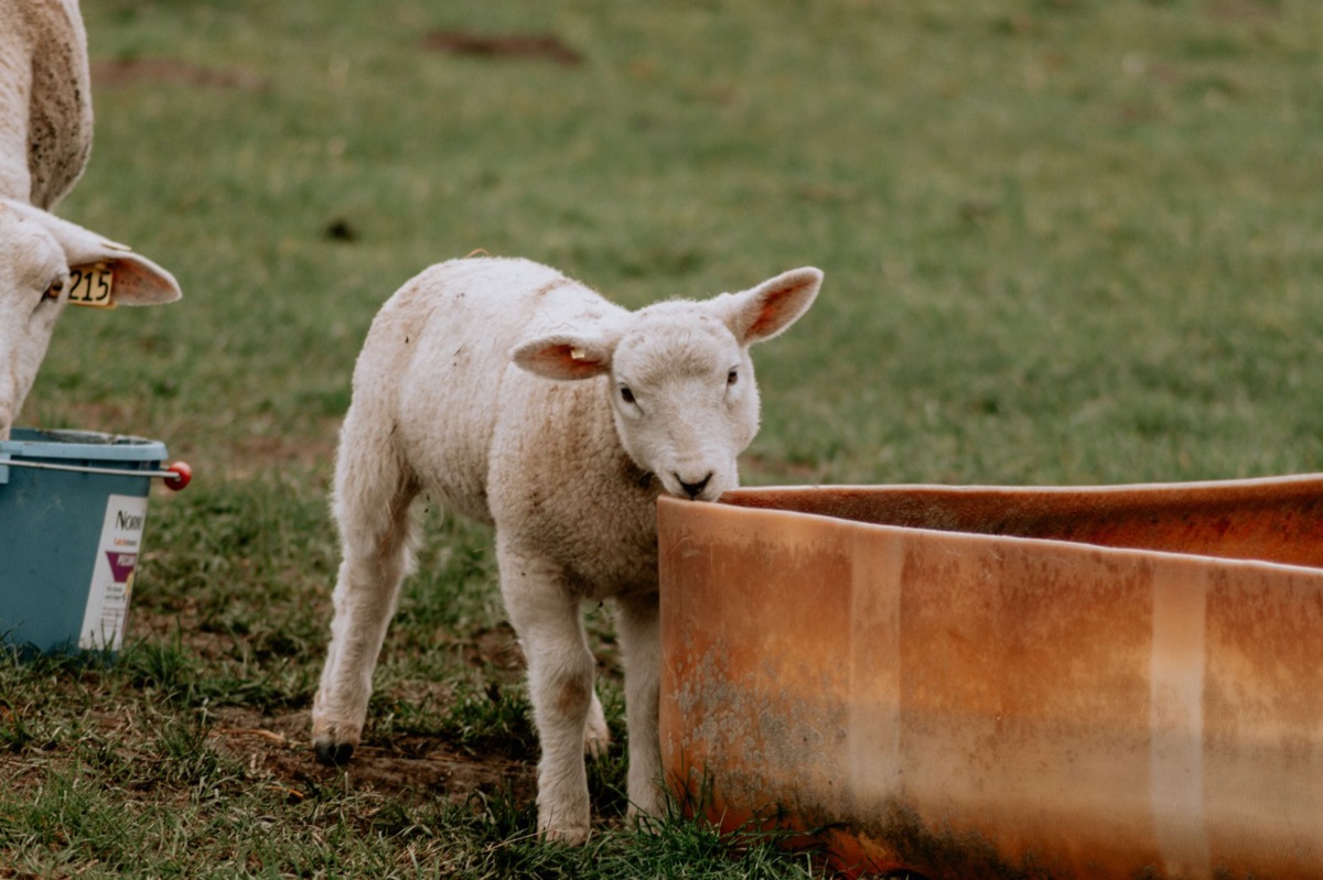 Antibiotic powder being mixed into livestock feed in a farm setting.