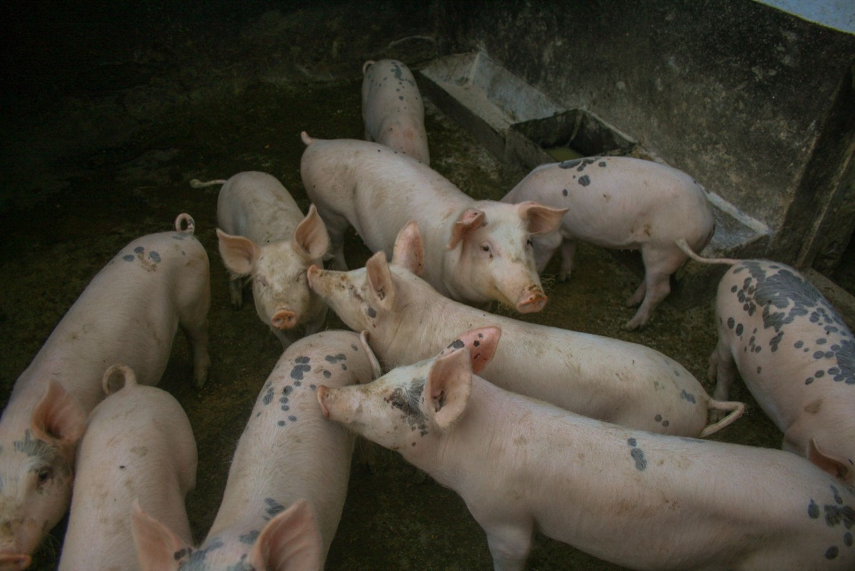 De la poudre d'antibiotique mélangée à la nourriture dans une mangeoire d'élevage.
