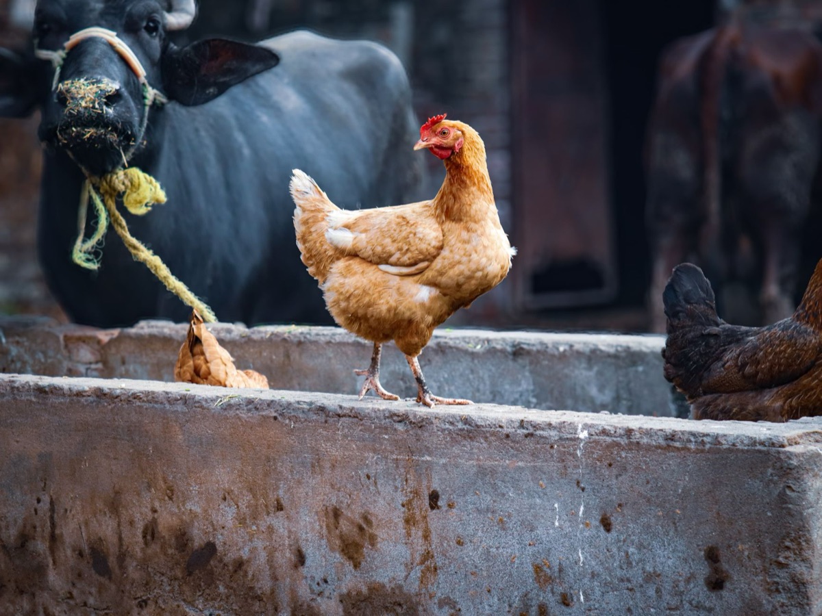 Mangiatoia con mangime per bestiame contenente residui di farmaci veterinari.