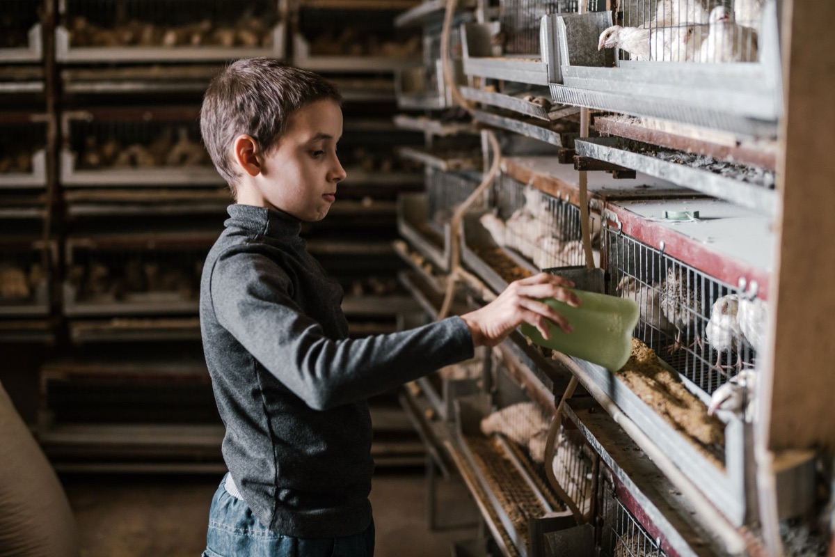 Seringa veterinária sendo usada em um ambiente de criação de aves para administração de medicamentos.
