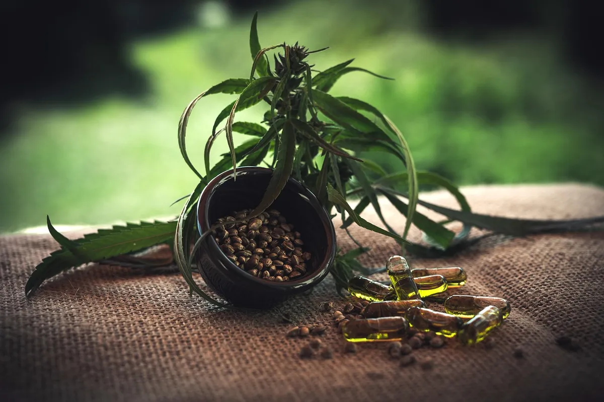 cbd, cbd kapseln, cannabidiol, hemp seeds, cbd, cbd, cbd, cbd, cbd