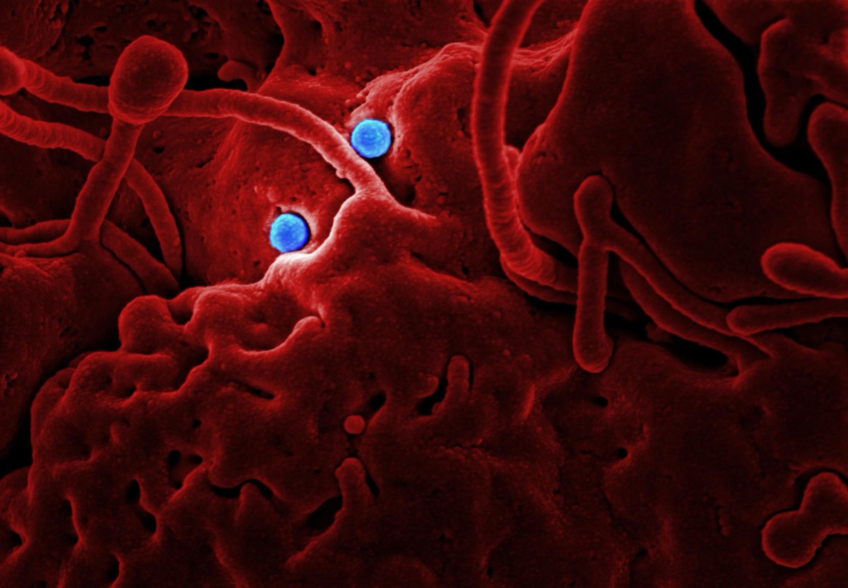 microscopic view of histamine receptor