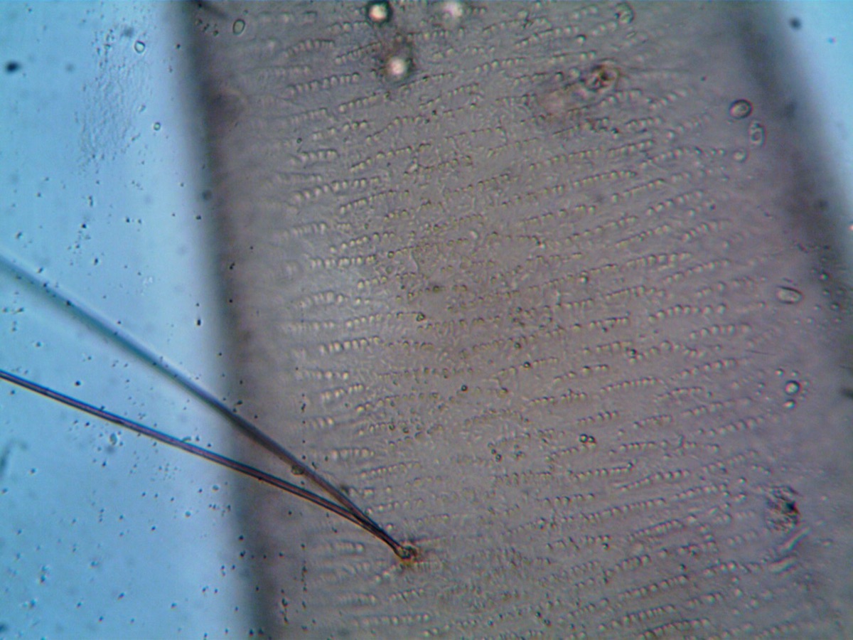 Cellules du corps humain