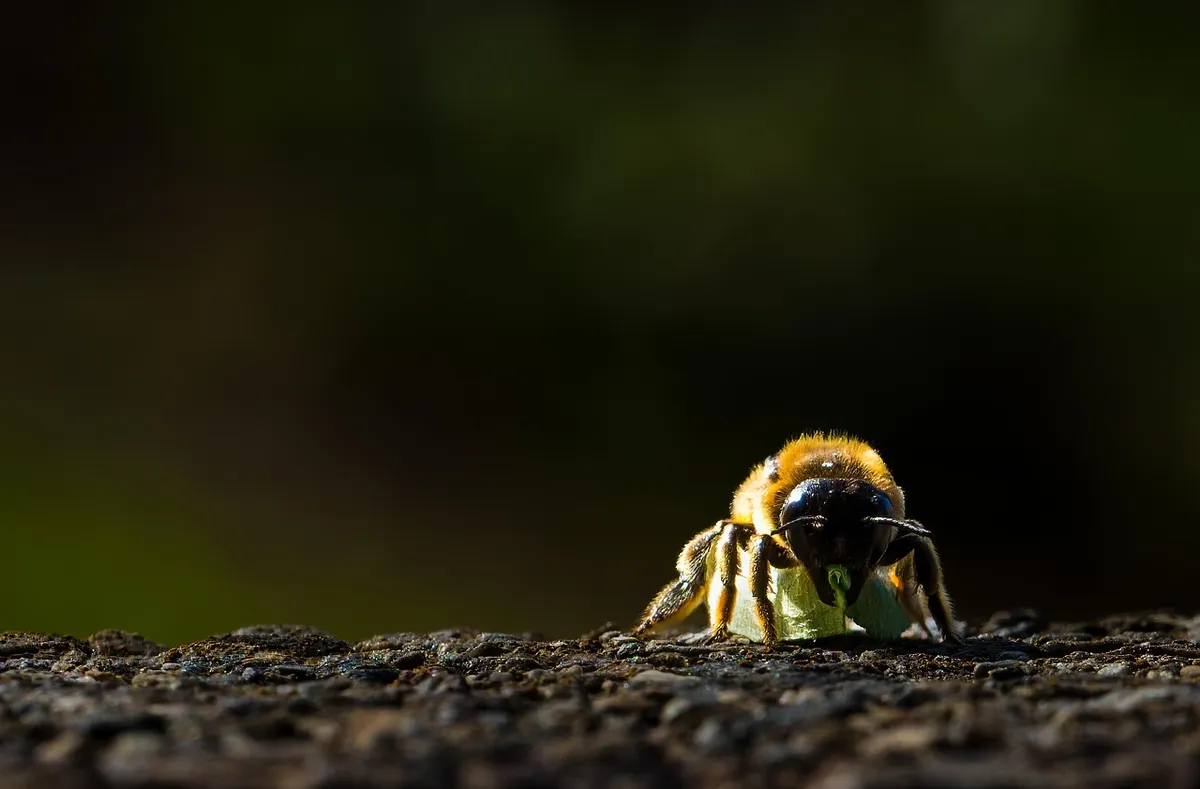 insect, bees, entomology, species, macro, leafcutter bees, atypical