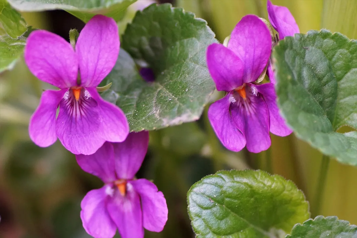 violet, pink, non-traditional, gardens, spring, vernal, flowering, grass, color, special, atypical, difference