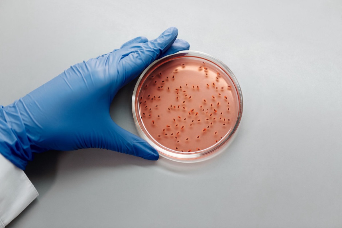 Comparación de crecimiento bacteriano