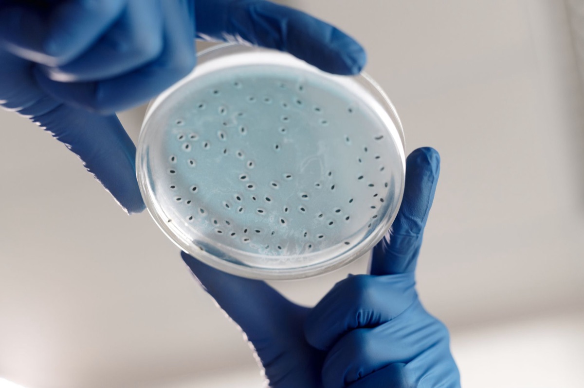 Een bacterietest in de laboratorium
